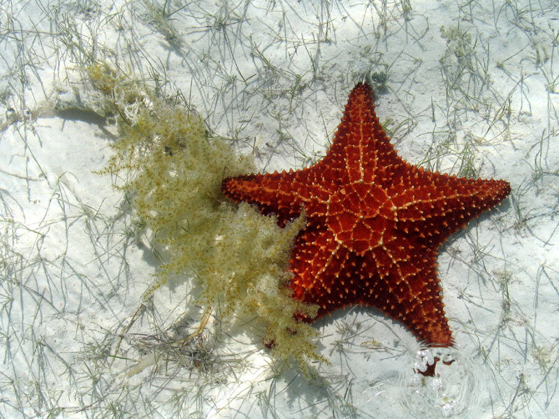 Red Starfish on Sand — Calm, Photograph, Seaweed