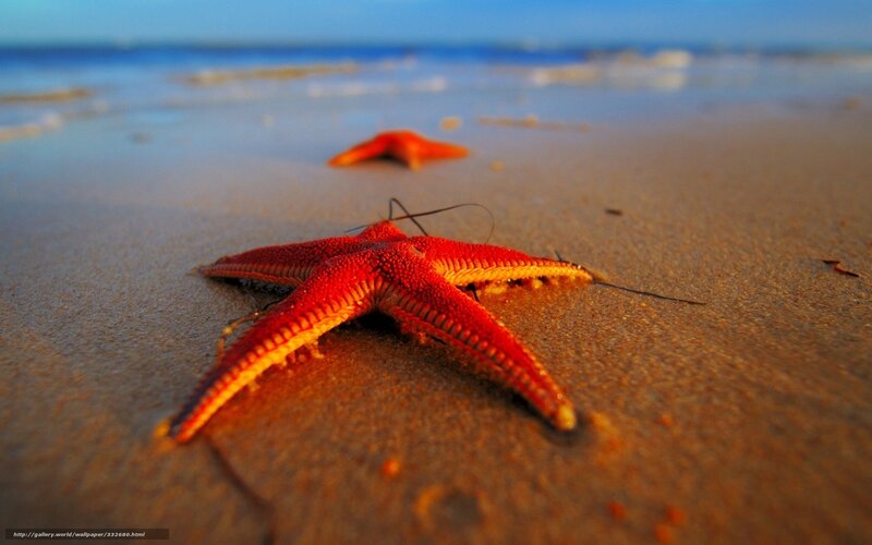 Red Starfish on Sand — Serene, Sunset, Photograph