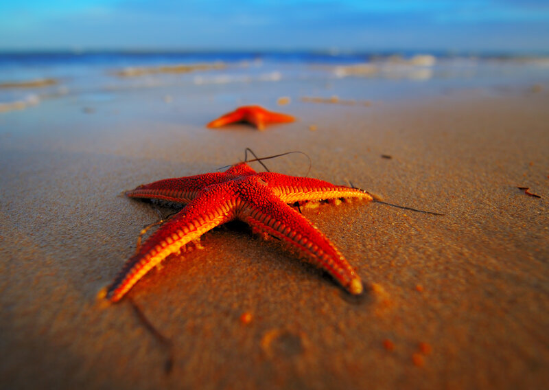 Red Starfish on Sand — Serene, Sunset