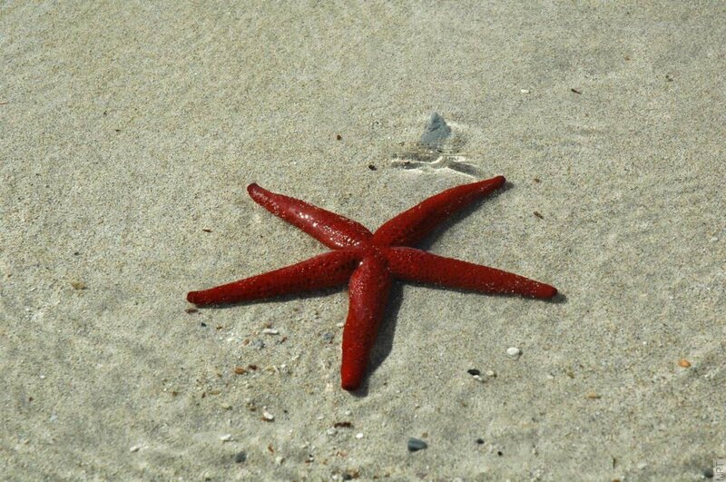Red starfish on sandy beach