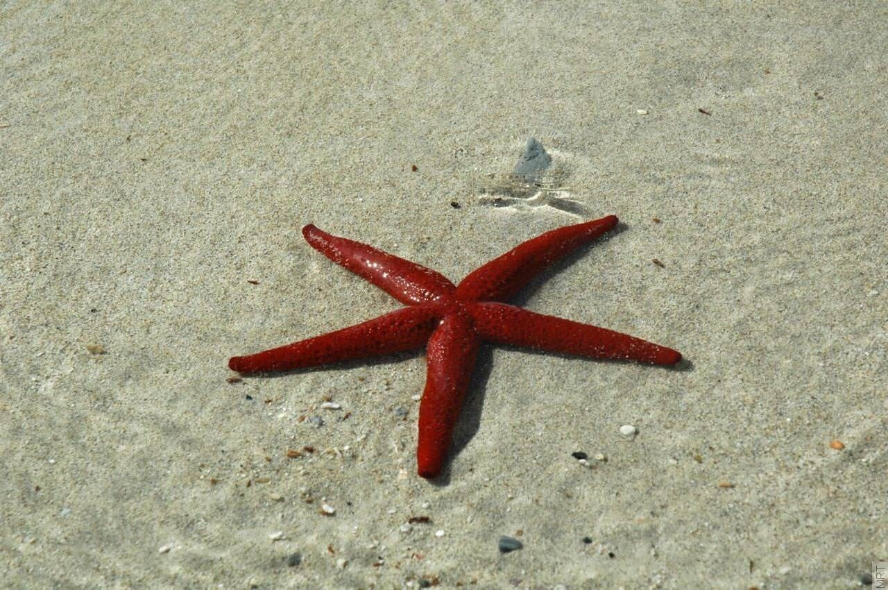Red starfish on sandy beach