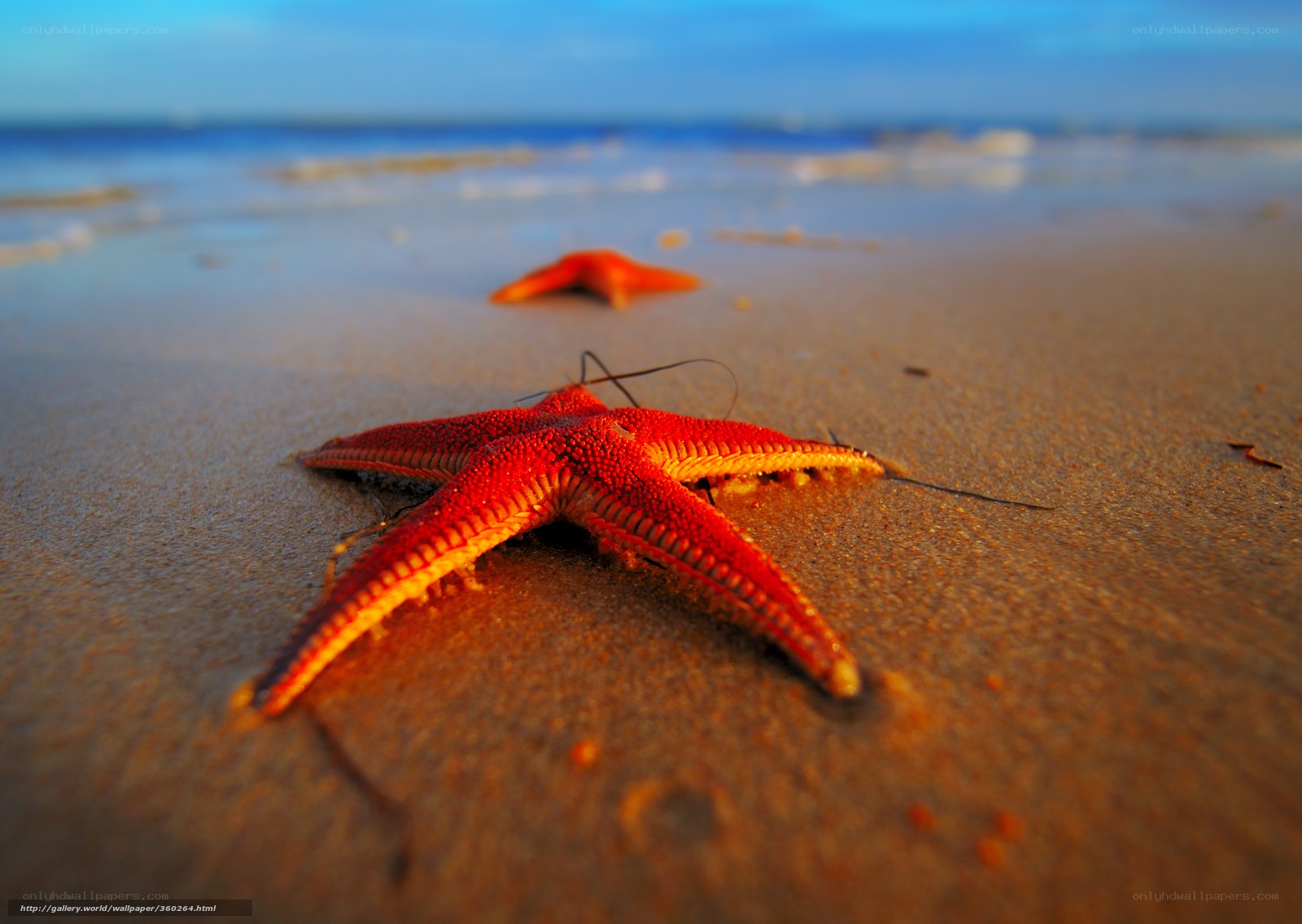 Red starfish on sandy beach
