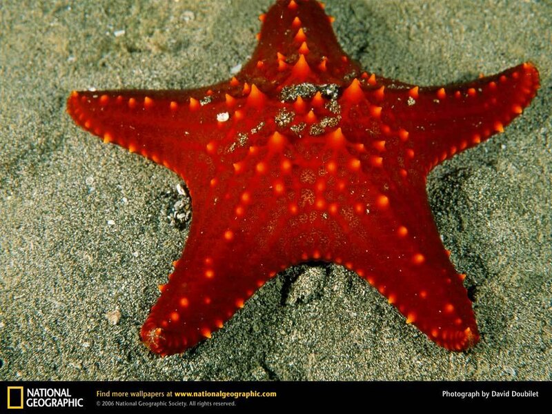 Red starfish on sandy ocean floor