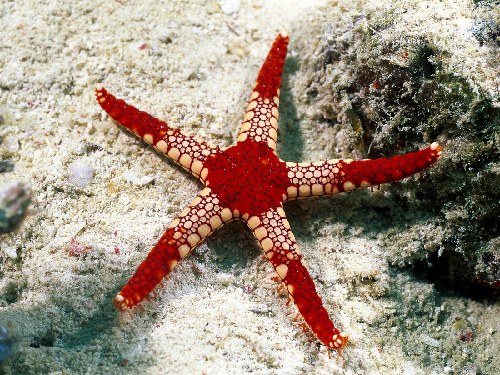 Red starfish on sandy seabed