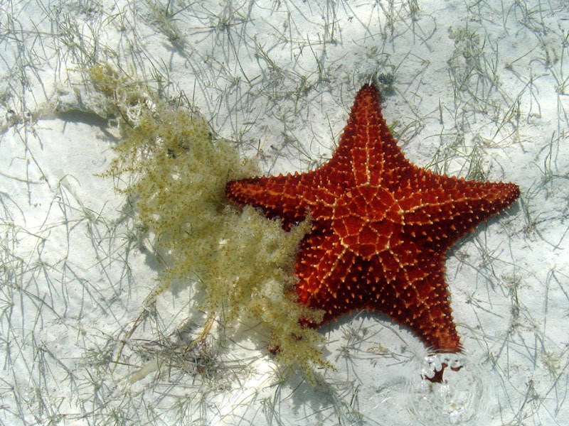 Red starfish on sandy seabed