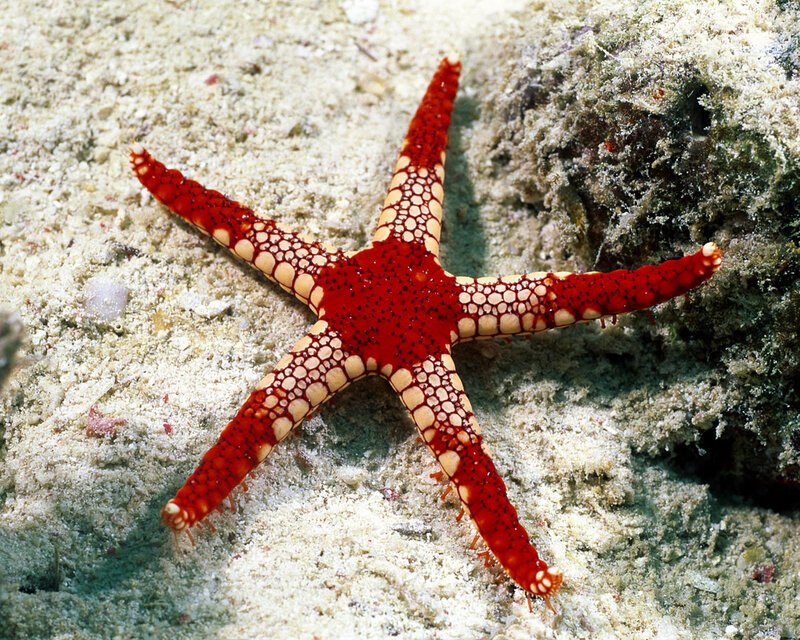 Red starfish on sandy seabed