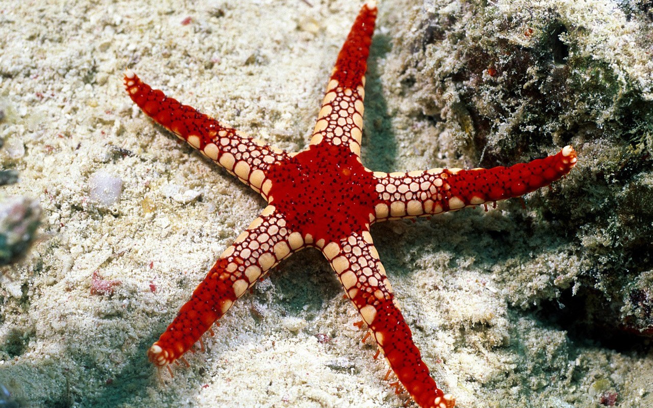 Red starfish on sandy seabed