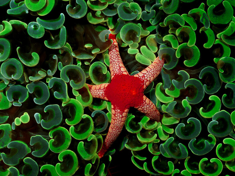 Red Starfish on Sea Anemone