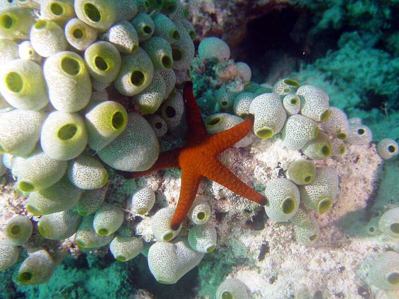Red Starfish on Sea Sponges