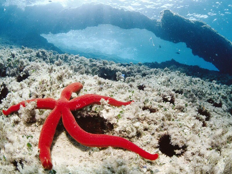 Red Starfish on Seabed