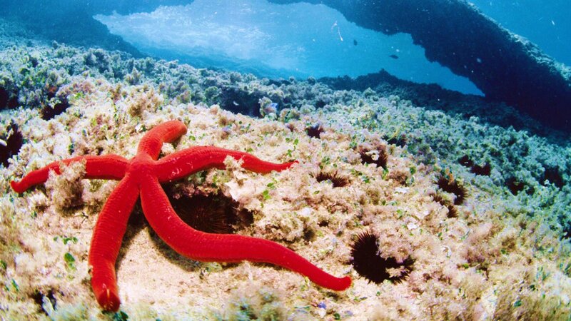 Red Starfish on Seafloor