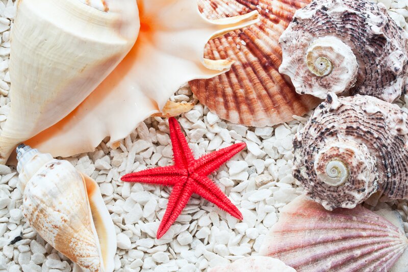 Red Starfish with Seashells