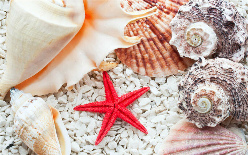 Red Starfish with Seashells — White