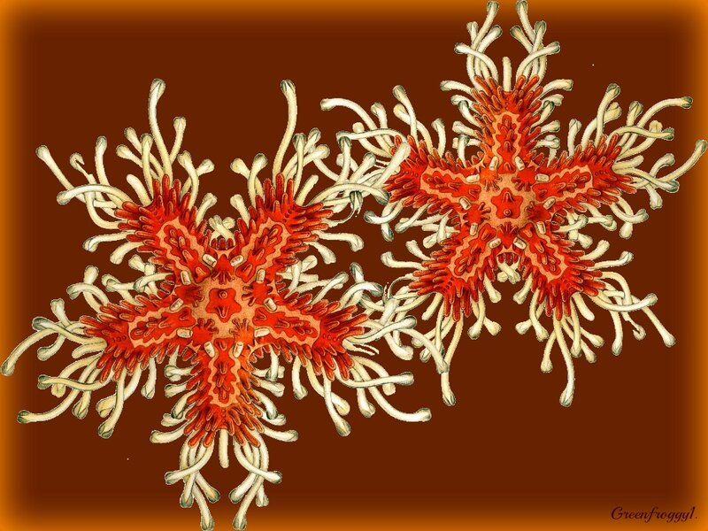 Red Starfish with Tentacles