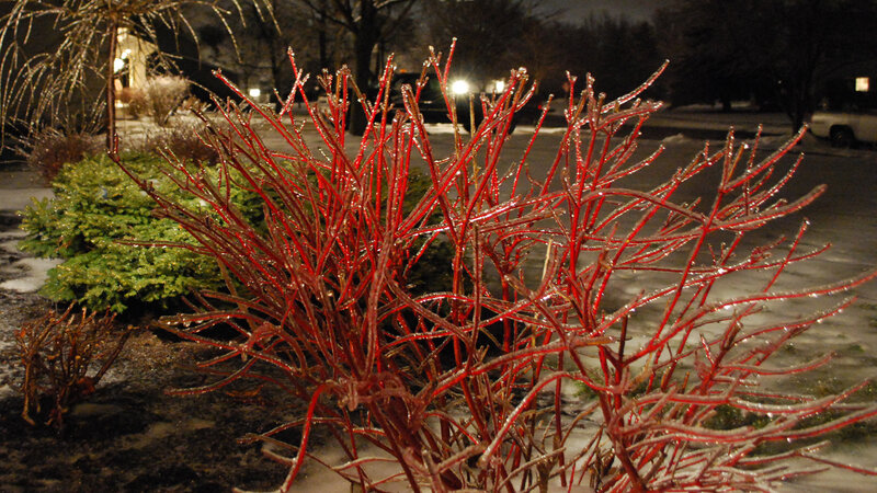 Red-stemmed Bush