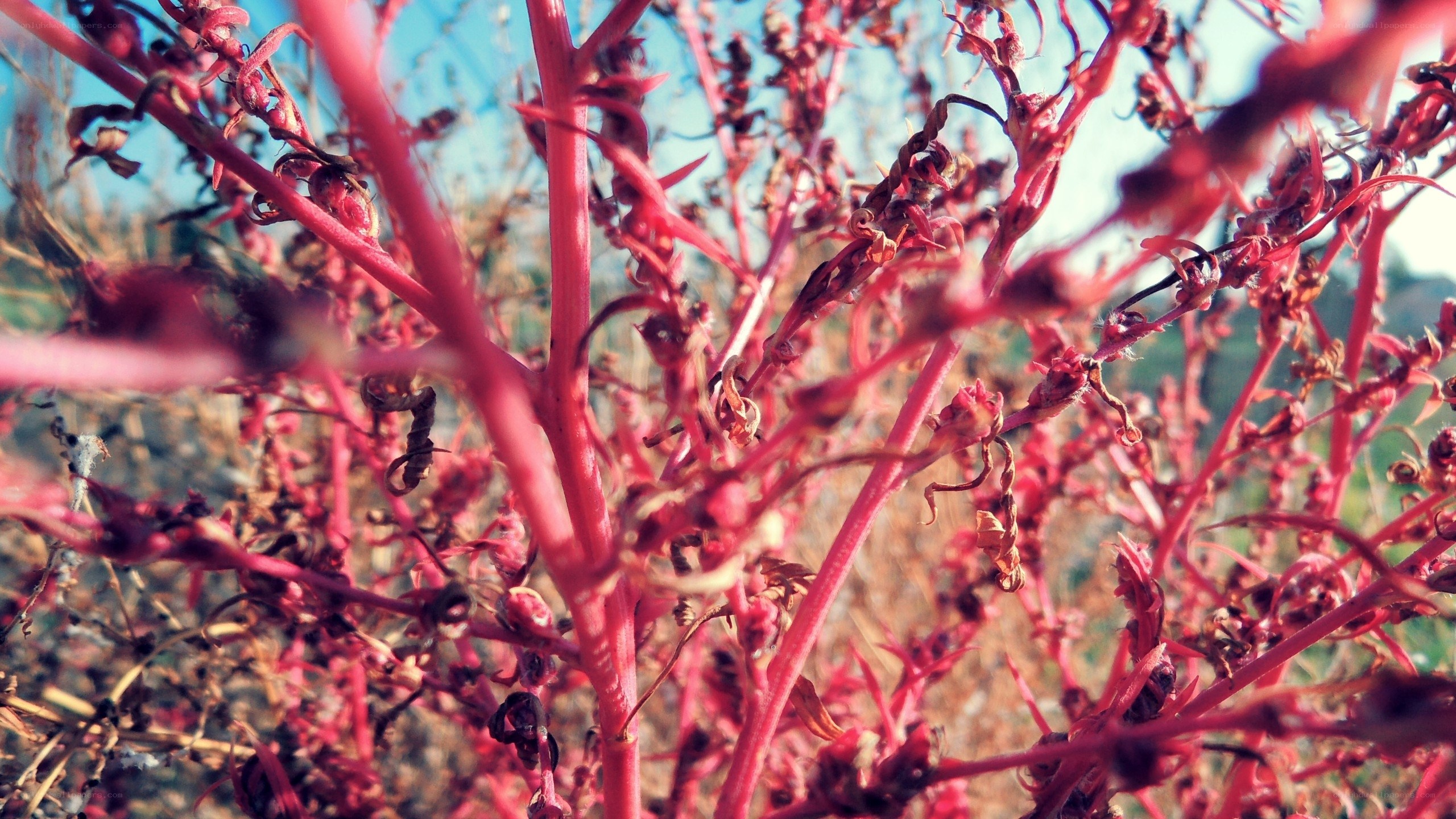 Red-stemmed plant in sunlight