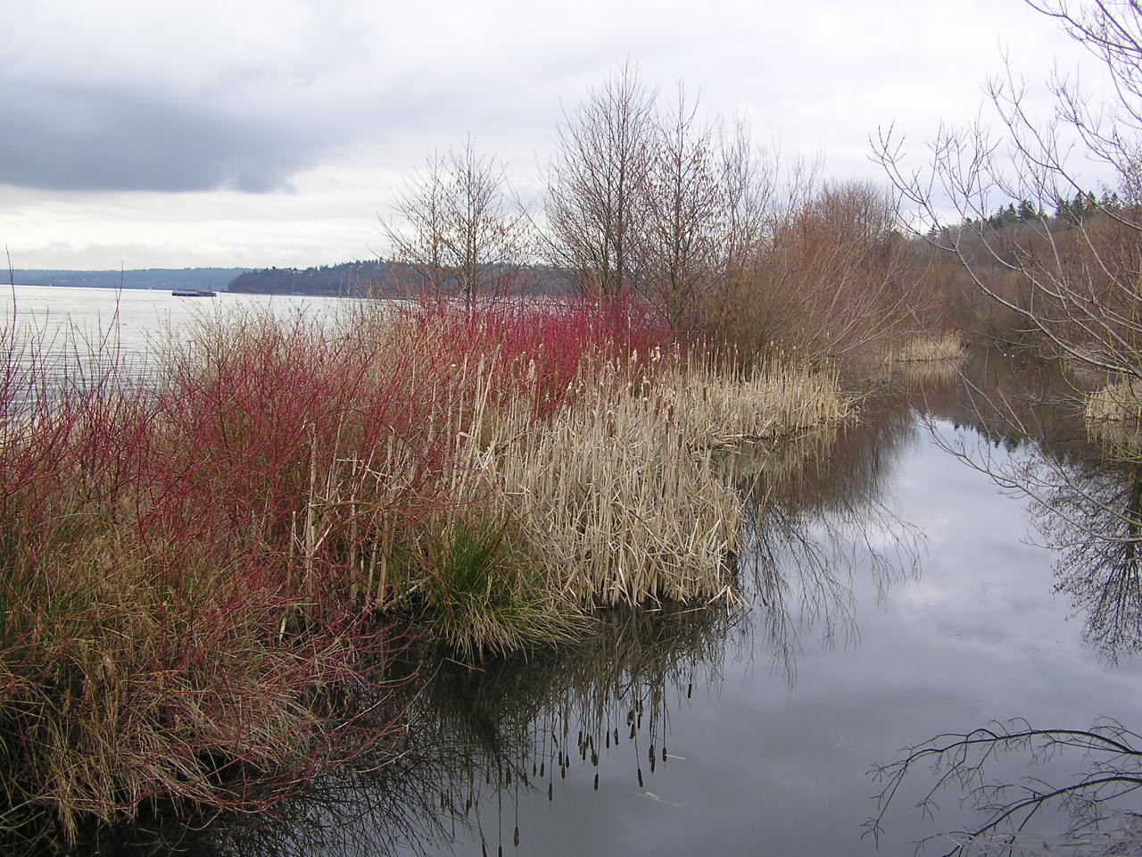 Red-stemmed shrubs by a lake