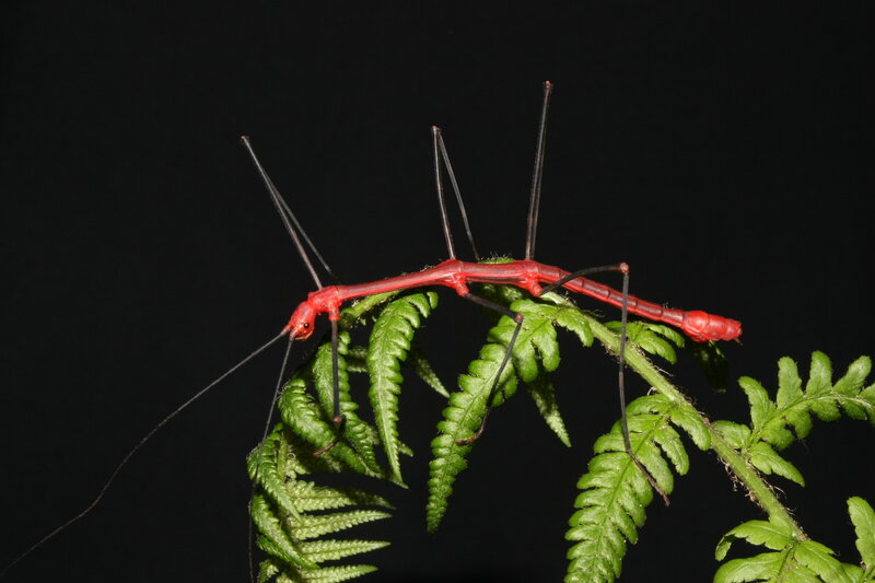Red stick insect on fern