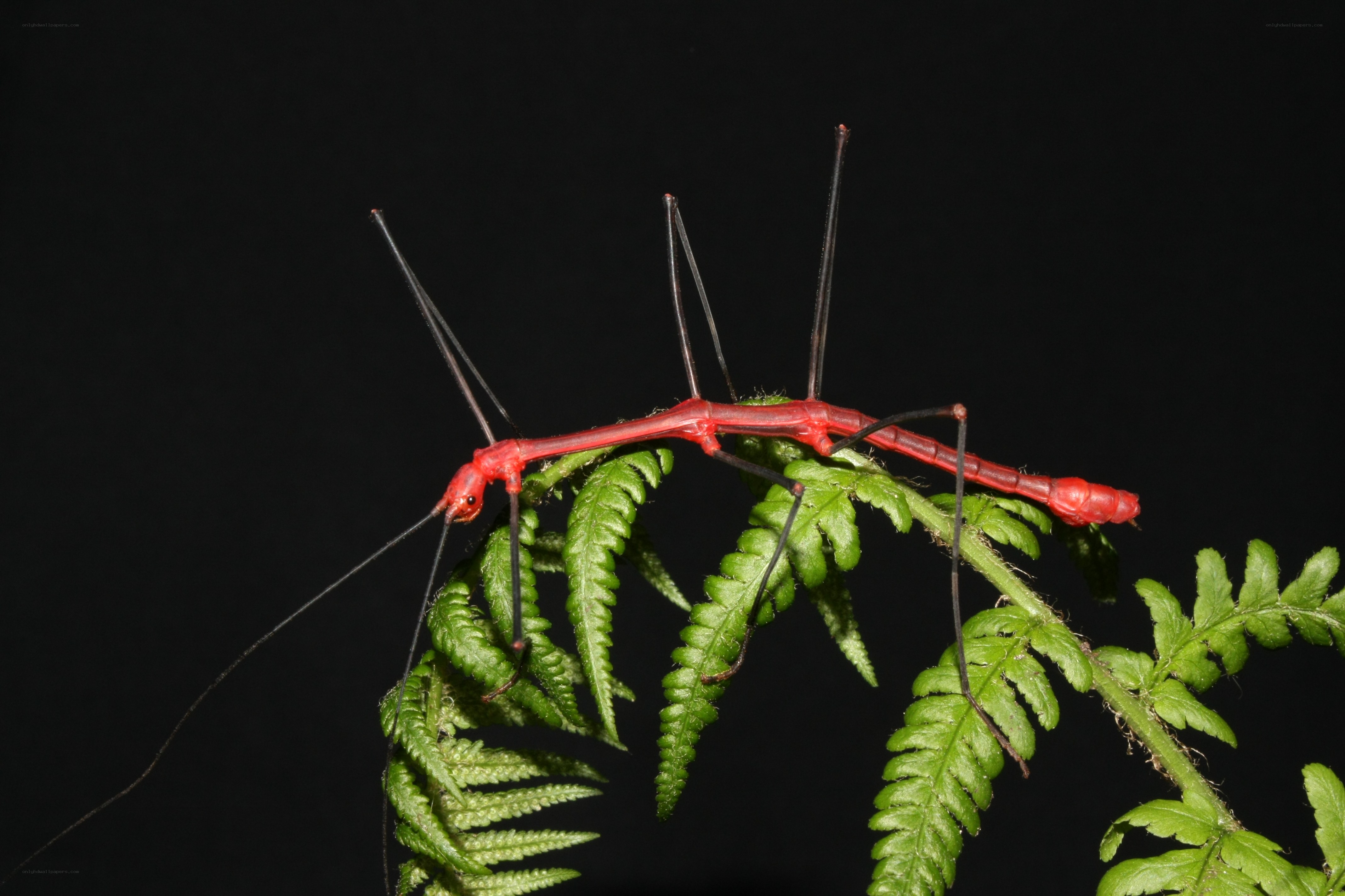 Red stick insect on fern