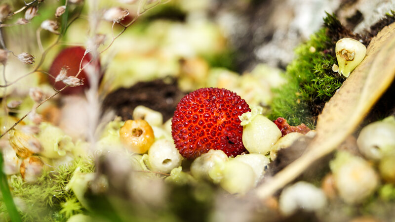 Red Strawberry Among Moss