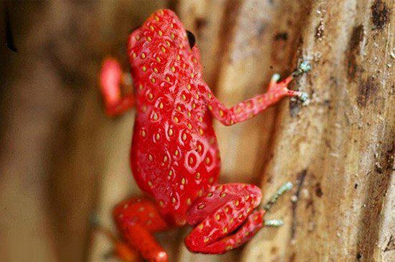 Red Strawberry Frog