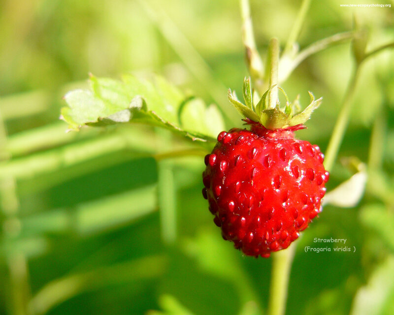 Red Strawberry on Plant — Natural