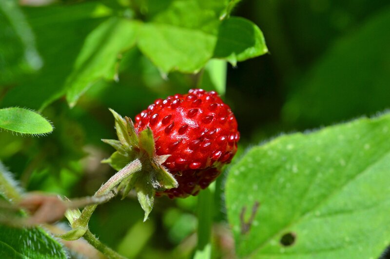 Red Strawberry on Plant