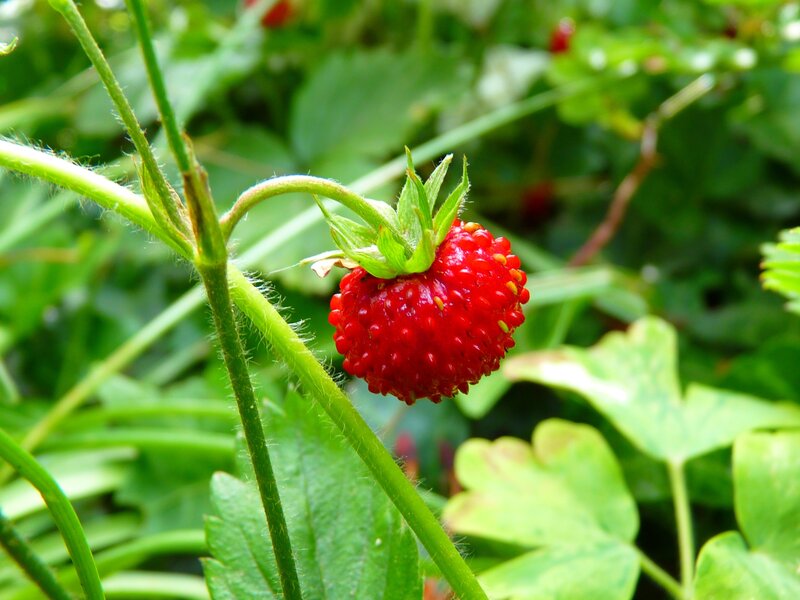 Red Strawberry on Stem