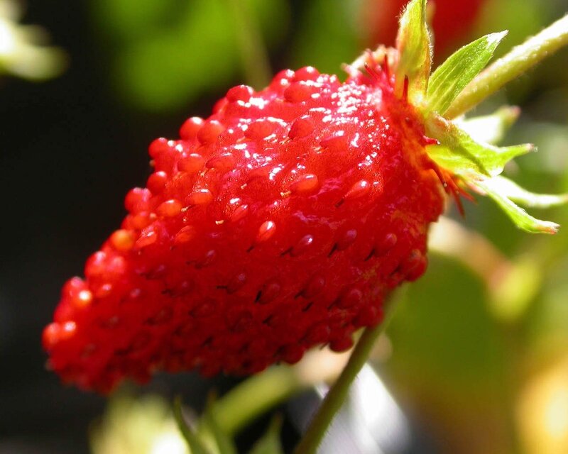 Red Strawberry on Vine — Natural