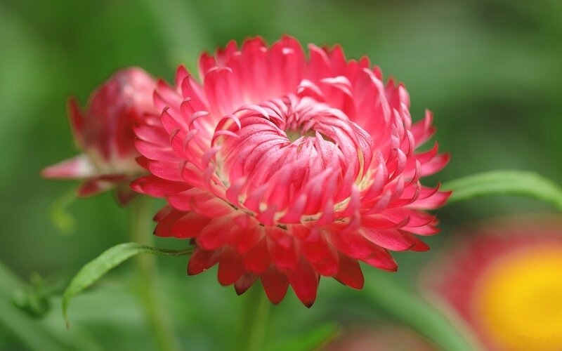 Red Strawflower Bloom — Serene