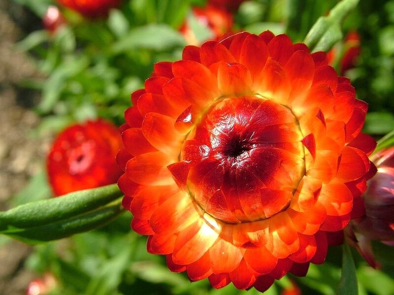 Red Strawflower Bloom