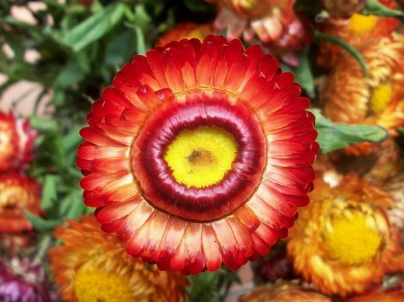 Red Strawflower
