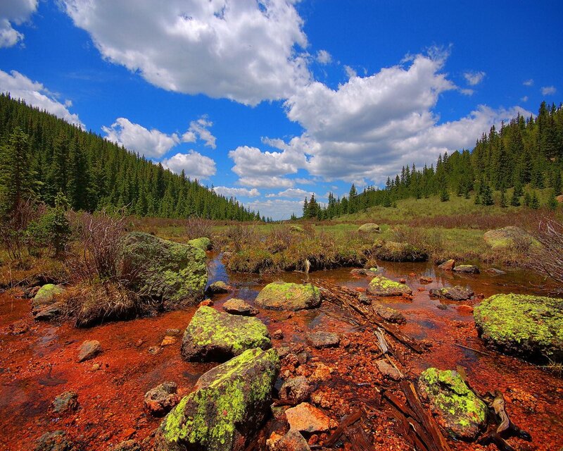 Red Stream in Forest