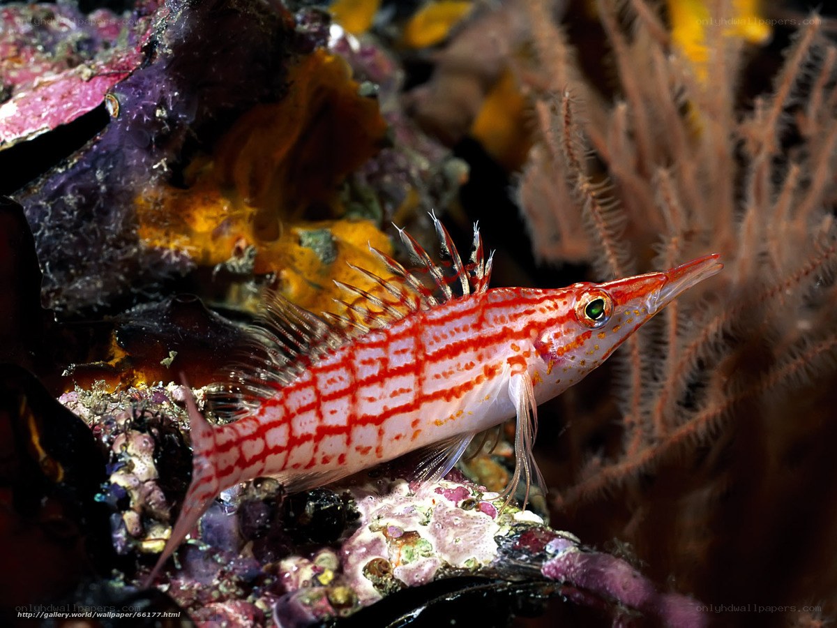 Red-striped fish on coral reef