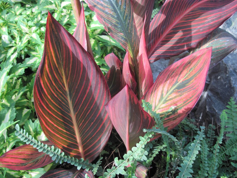 Red-striped Plant Leaves