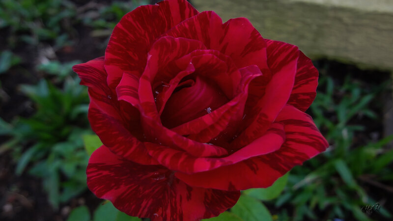 Red Striped Rose — Calm