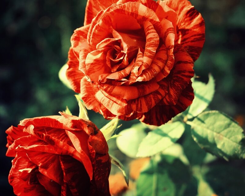 Red Striped Rose