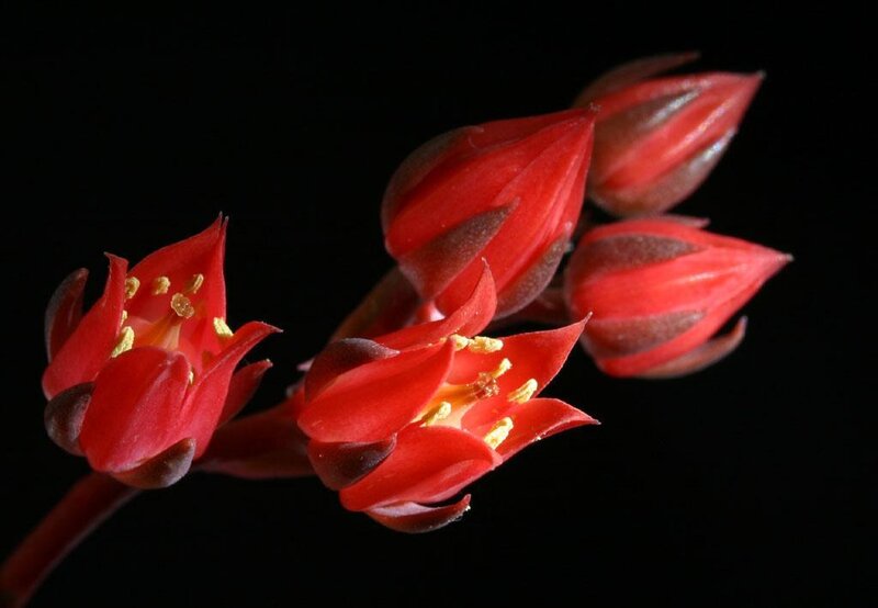 Red succulent flowers