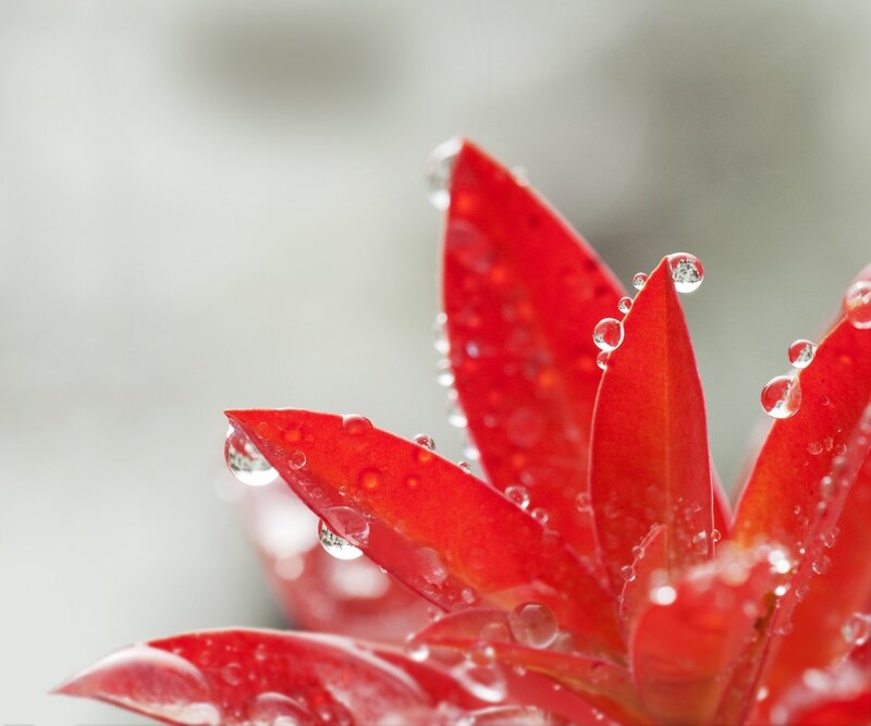 Red Succulent Leaves