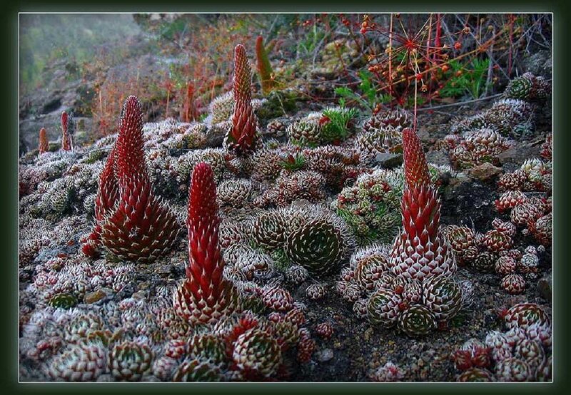 Red Succulent Plants