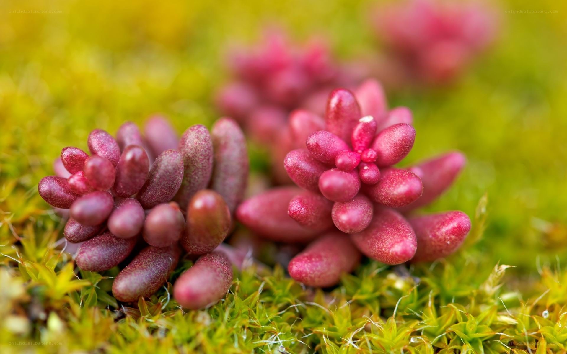 Red succulents on moss