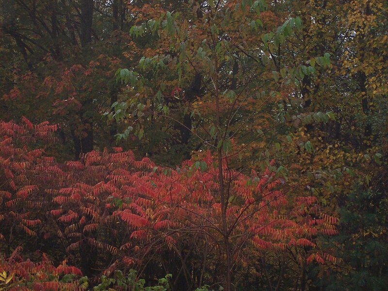 Red Sumac Bush