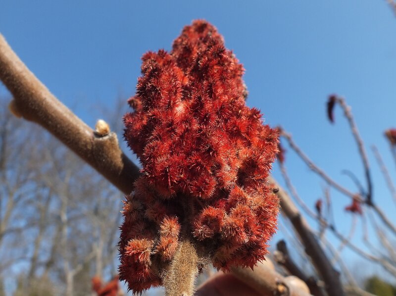 Red Sumac Flower Cluster — Clear