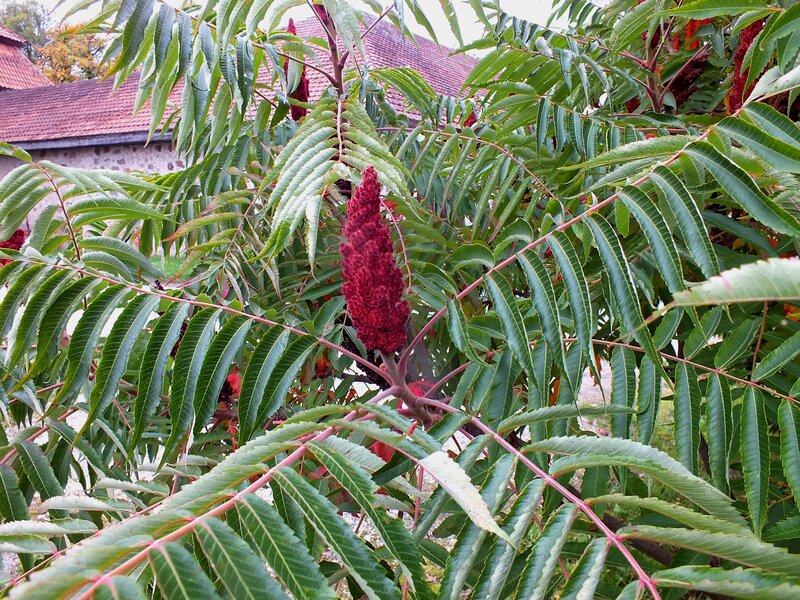 Red Sumac Flower Cluster — Green