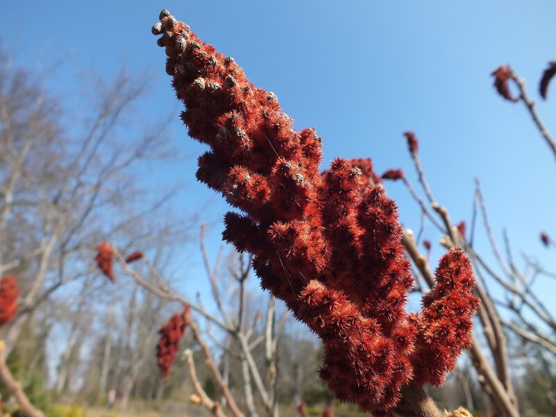 Red Sumac Flower Cluster — Serene