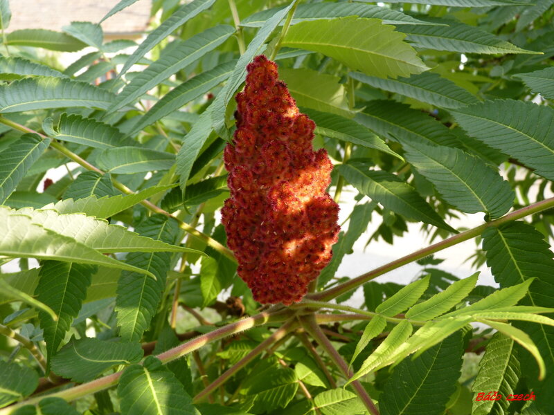 Red Sumac Flower Cluster