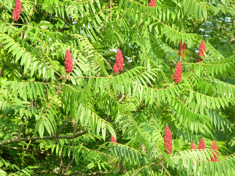 Red sumac flowers on green leaves