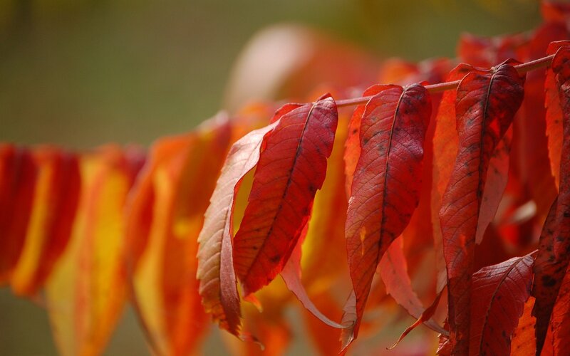 Red Sumac Leaves — Serene