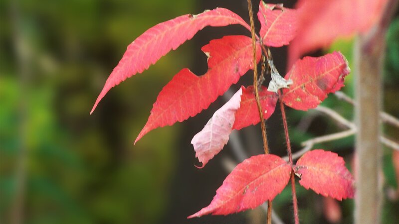Red Sumac Leaves