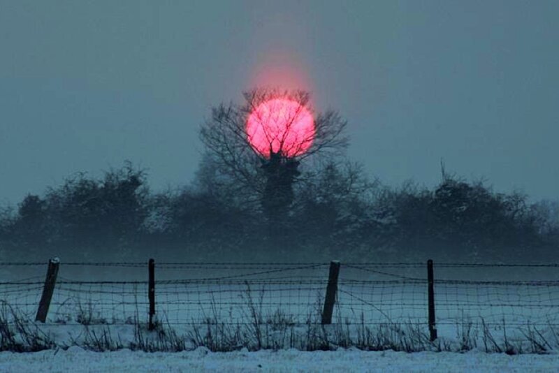 Red Sun Behind Tree
